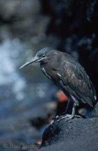 photo of galapagos animals