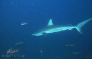 photo of Underwater Shark Pictures