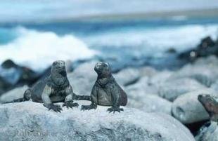 photo of Galapagos Island Wildlife Marine Iguanas