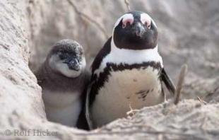 photo of african penguins