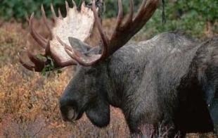 photo of Large Moose Bull Alaska