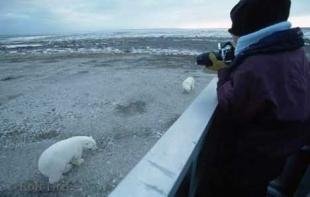 photo of Polar Bear Watching Churchill
