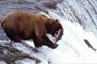 photo of Alaska Brown Bear