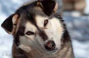 photo of Alaskan Huskies