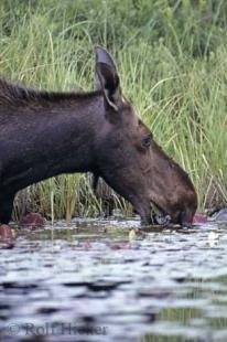 photo of Ontario Moose Alces alces