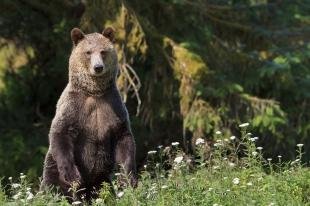 photo of Standing Alert Grizzly Bear Mom
