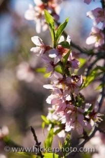 photo of Almond Tree Picture