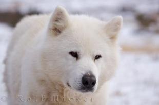 photo of Picture Of An Alpha Dog