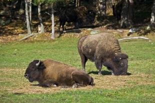 photo of American Bison Buffalo Parc Omega Quebec