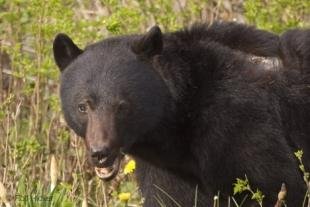 photo of amercian black bears