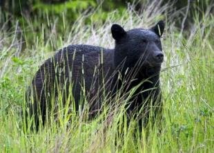 photo of american black bear