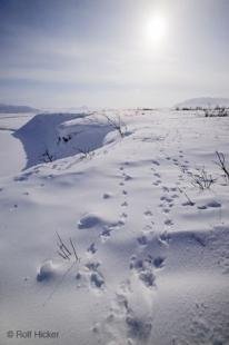photo of Animal Footprints