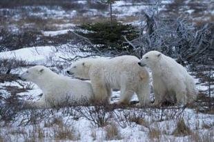 photo of Animals In Winter