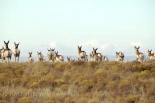 photo of Antelope