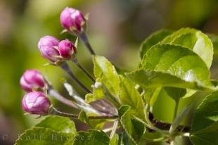 photo of Apricot Tree Flower Buds Unterinnerhof Orchard