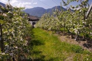 photo of Apricot Orchard South Tyrol Northern Italy