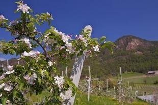 photo of Apricot Tree Branch South Tyrol Orchard