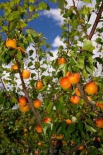 photo of Apricot Tree Roxburgh