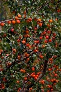 photo of Apricots Harvest Central Otago New Zealand