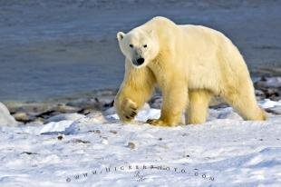 photo of Polar Bear Arctic Habitat Hudson Bay Canada