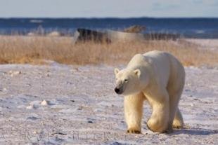 photo of Arctic Ocean Native Polar Bear Animal