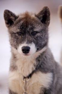 photo of Arctic Canadian Eskimo Dog Puppy