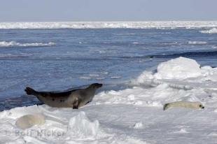 photo of Arctic Seals