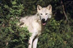 photo of Arctic Wolf image
