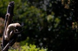 photo of Ateles Geoffroyi Spider Monkey Auckland Zoo