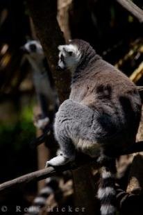 photo of Auckland Zoo Animal Ring Tailed Lemur New Zealand