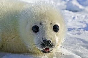 photo of Cute Baby Seal Pup