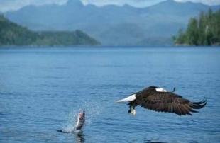 photo of bald eagle loosing fish