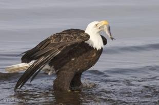 photo of Eating Bird Bald Eagle Pictures