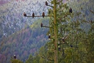 photo of Animals Bald Eagle Tree Winter Vancouver Island