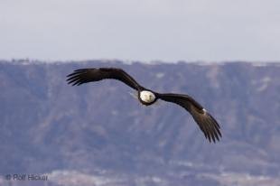 photo of Bald Eagle Raptor In Flight