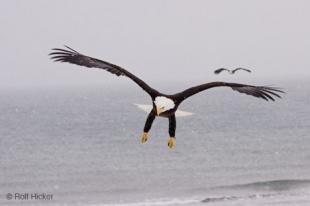 photo of bald eagles flying