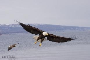 photo of bald eagle photo
