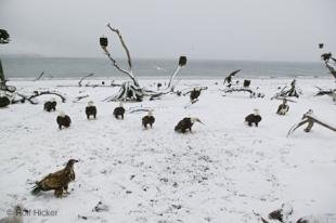 photo of Bald Eagles In Snow