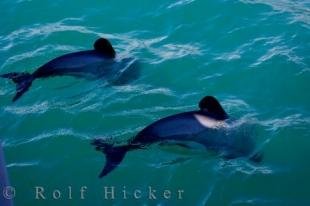photo of Hectors Dolphins Akaroa Harbour Banks Peninsula Wildlife Canterbury New Zealand