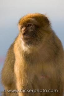 photo of Barbary Macaque Portrait Rock Of Gibraltar Britain