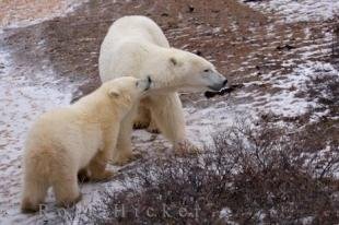 photo of Bear Cub And Mom Churchill Wildlife Management Area