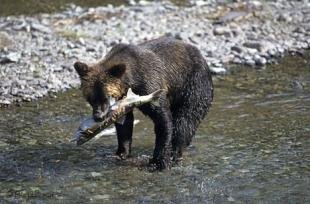 photo of Bear Fishing