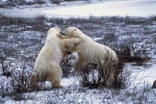photo of Bear Fight