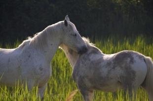 photo of Beautiful Camargue Horses Parc Naturel Regional De Camargue Provence France