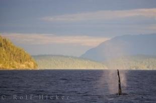 photo of Beautiful Wildlife Surroundings British Columbia Canada