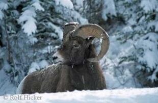 photo of Bighorn Sheep Ram Winter