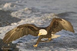 photo of Landing Bald Eagle Bird Pictures