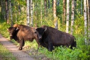 photo of Bison Enclosure Riding Mountain National Park Manitoba