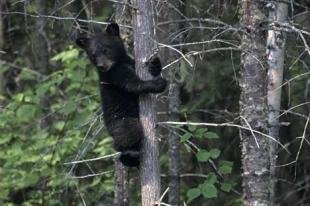 photo of Black Bear Cub