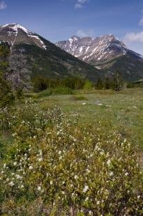 photo of Blakiston Valley Waterton Lakes NP